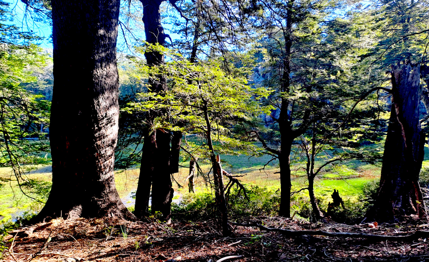 Bosque de Coigue, Altos Lircay