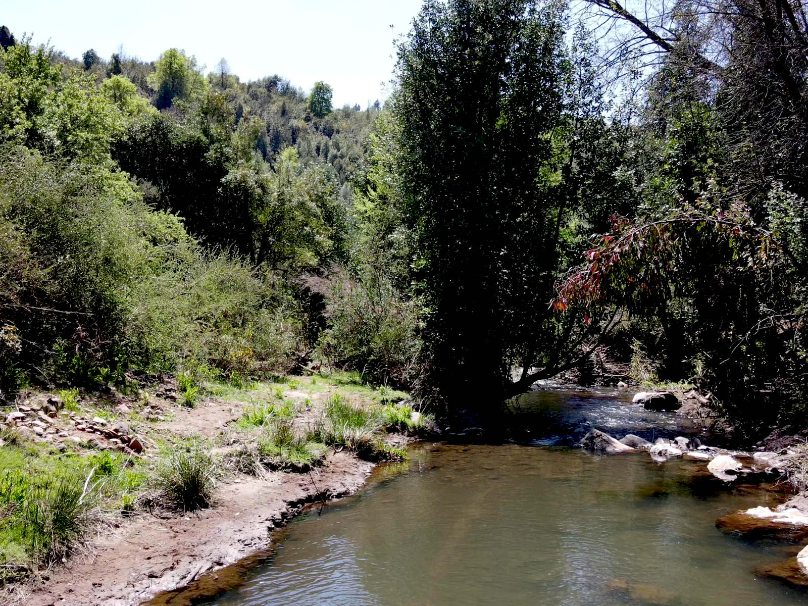Estero Macal