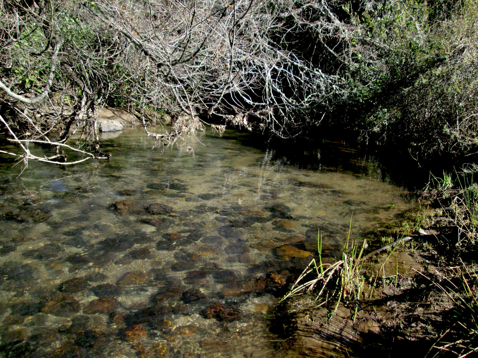 Estero Macal