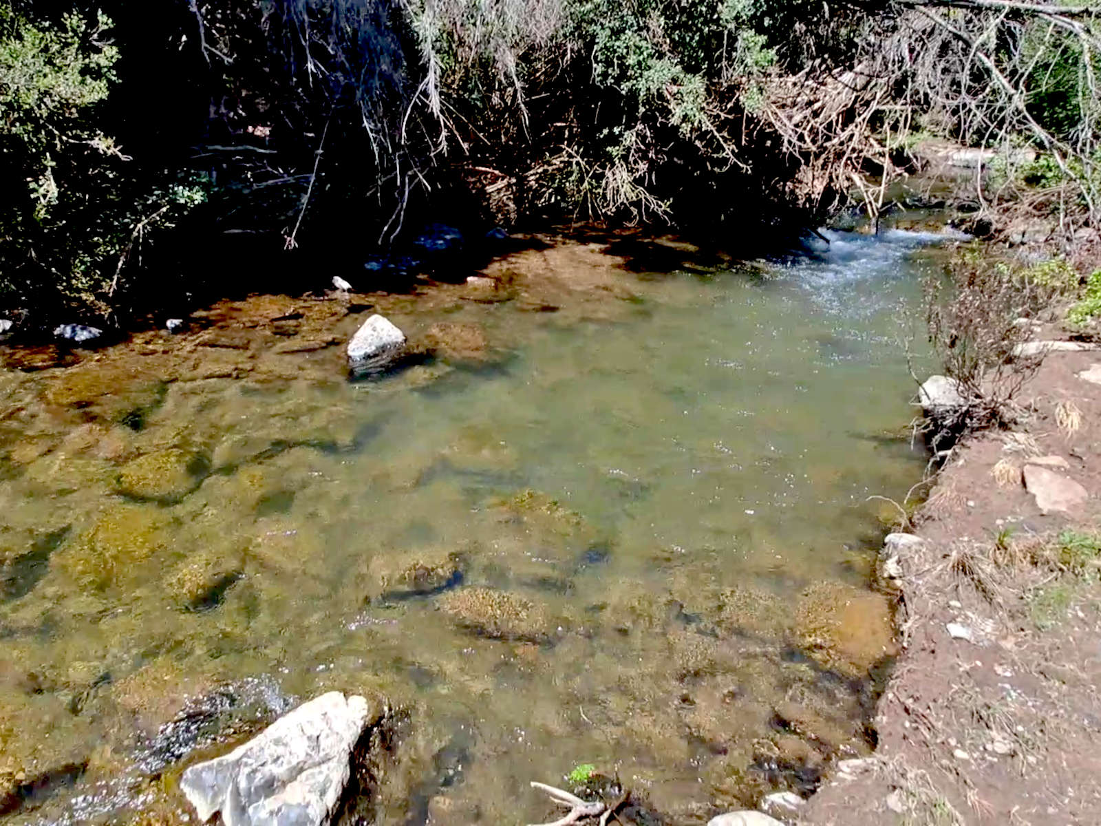 Estero Macal